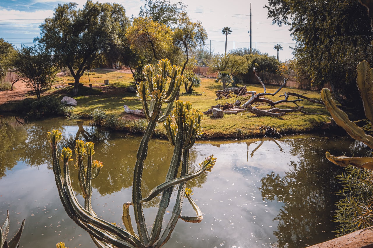 A tall branching succulent beside a still pond, with a grassy island, pale dead branches and palms