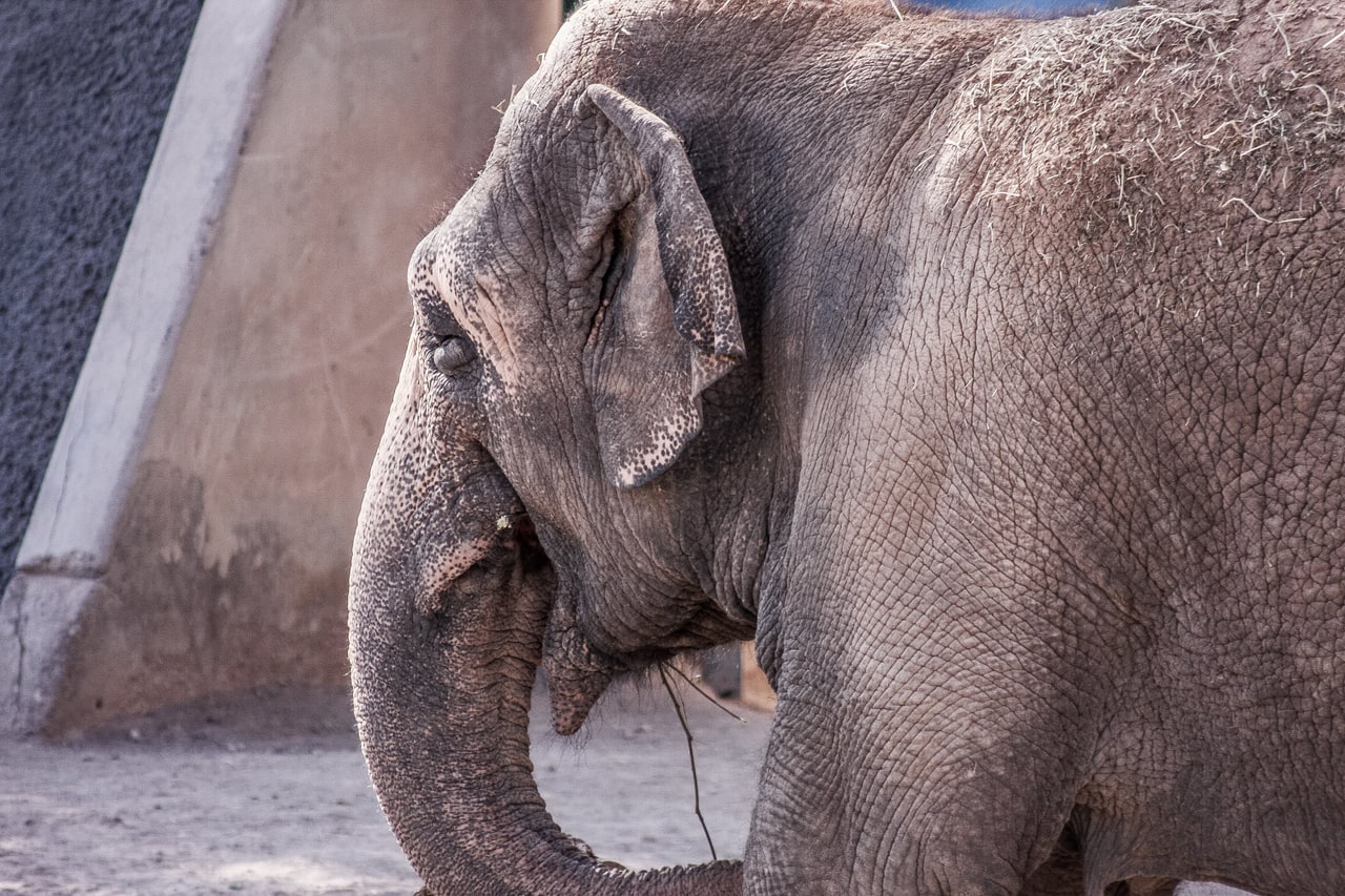 An elephant's head and shoulder in profile, trunk curled under and hay scattered on its back