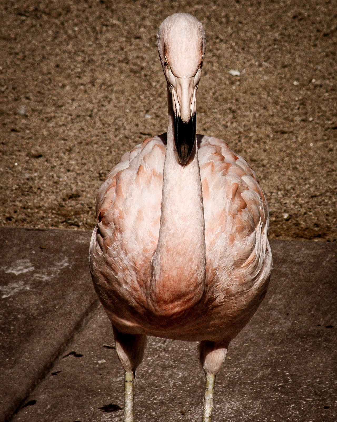 A pale pink flamingo facing the camera with its head bowed so the bill runs down its neck