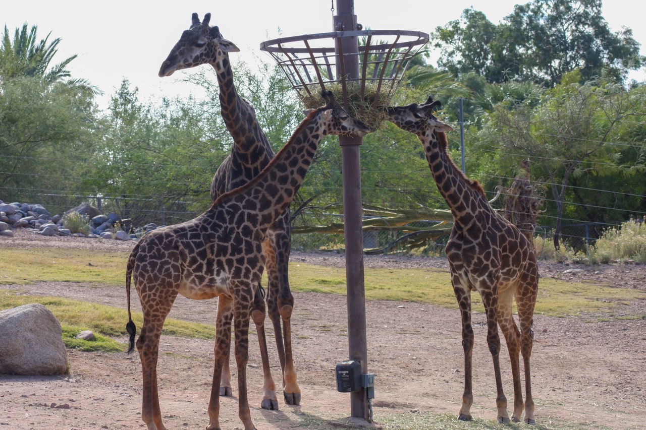 Three giraffes around a pole-mounted basket feeder, two of them reaching up to eat hay