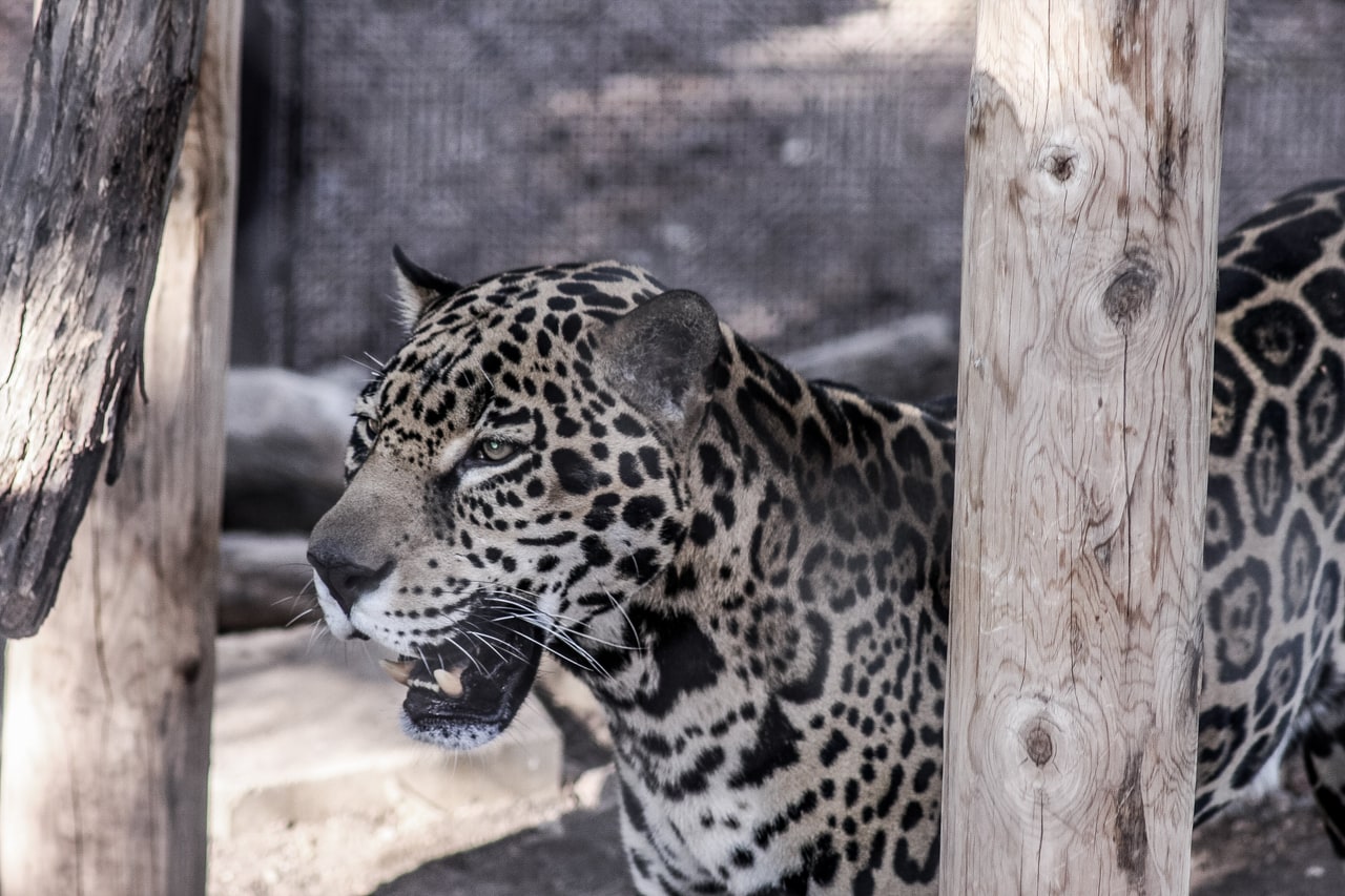 A jaguar in three-quarter profile with its mouth open, standing between a weathered trunk and a post
