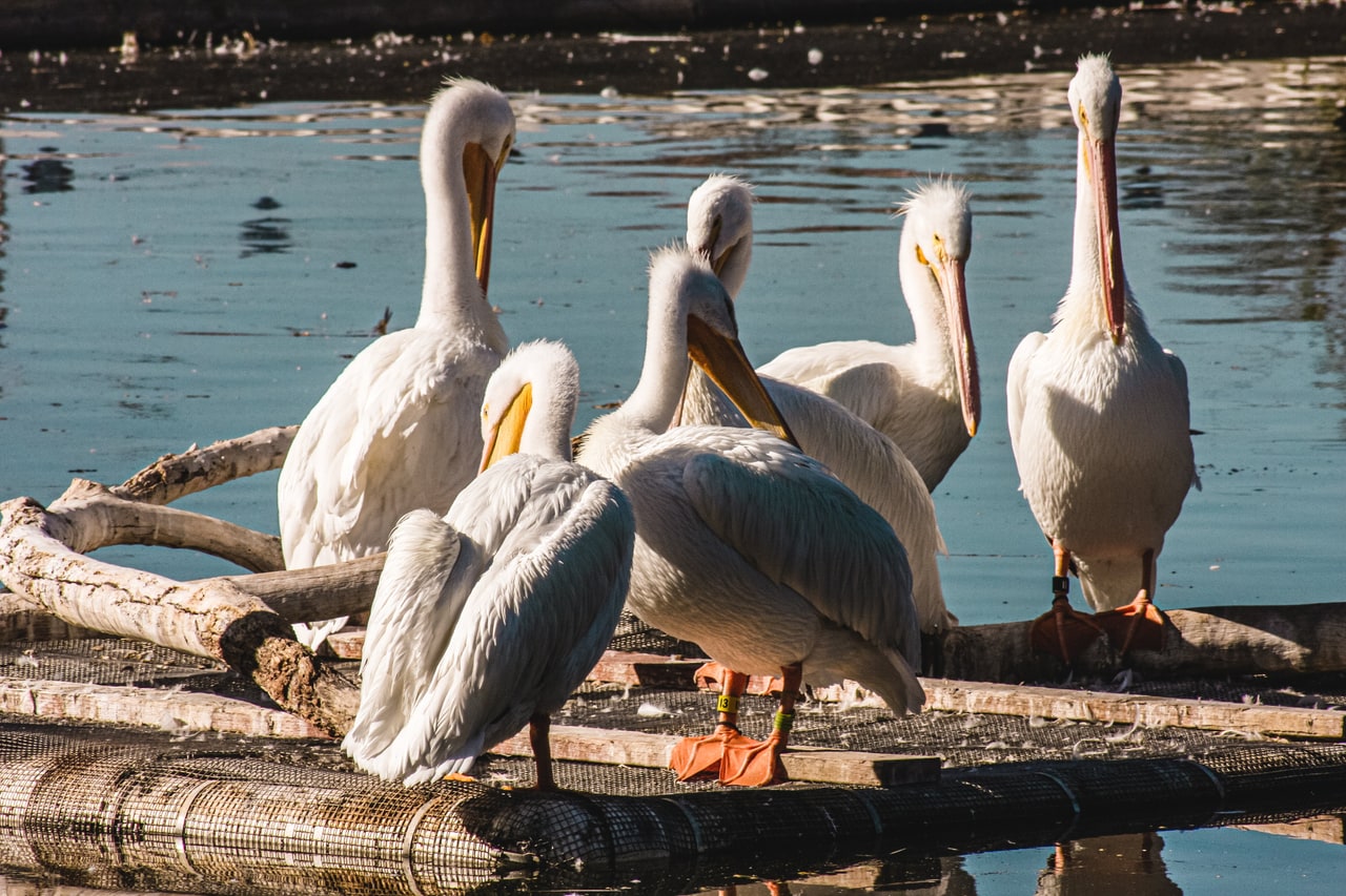 Six white pelicans standing on a floating platform of planks and driftwood over blue water