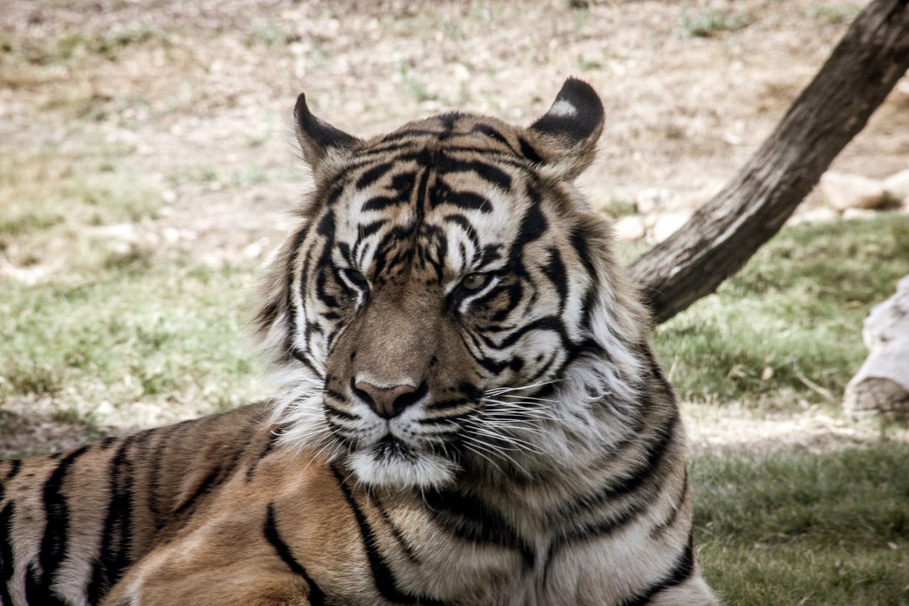 A tiger lying on grass with its head raised, eyes half closed, facing the camera