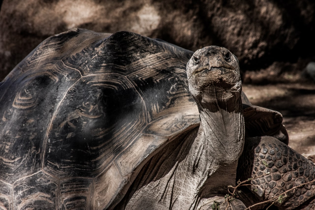 A large tortoise with its neck raised, looking toward the camera over its domed shell