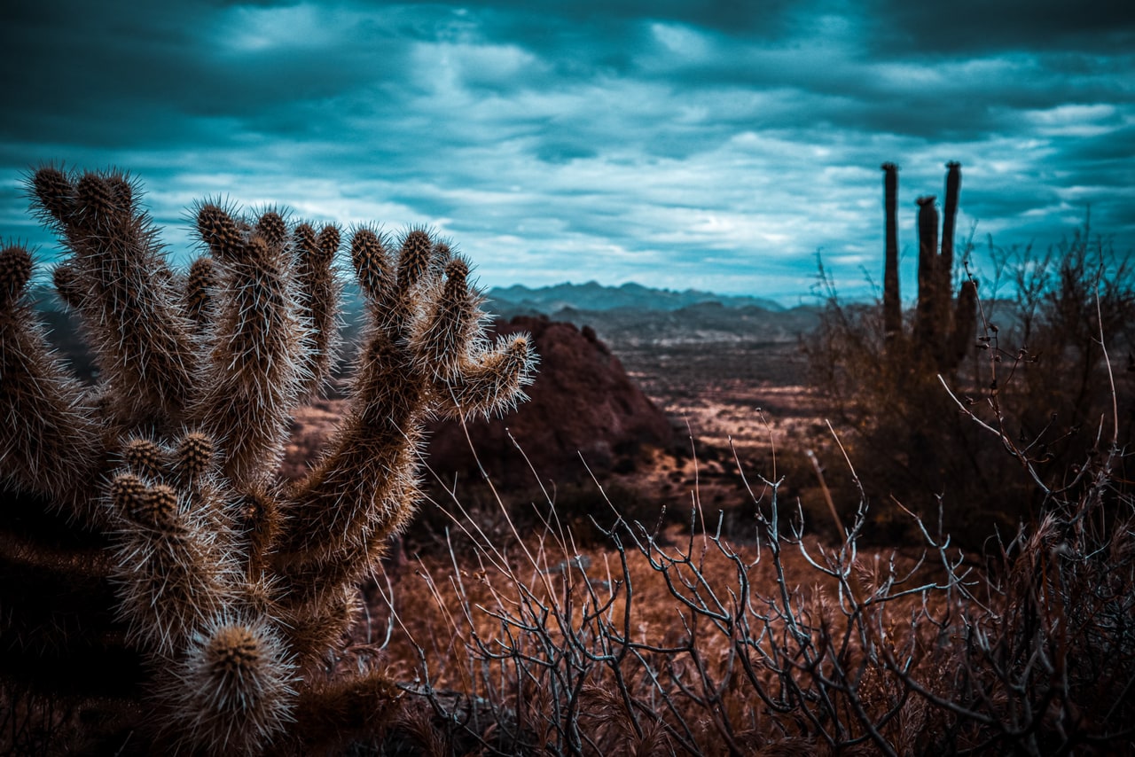 A spiny cholla cactus in the foreground, with saguaros and distant ranges under heavy cloud
