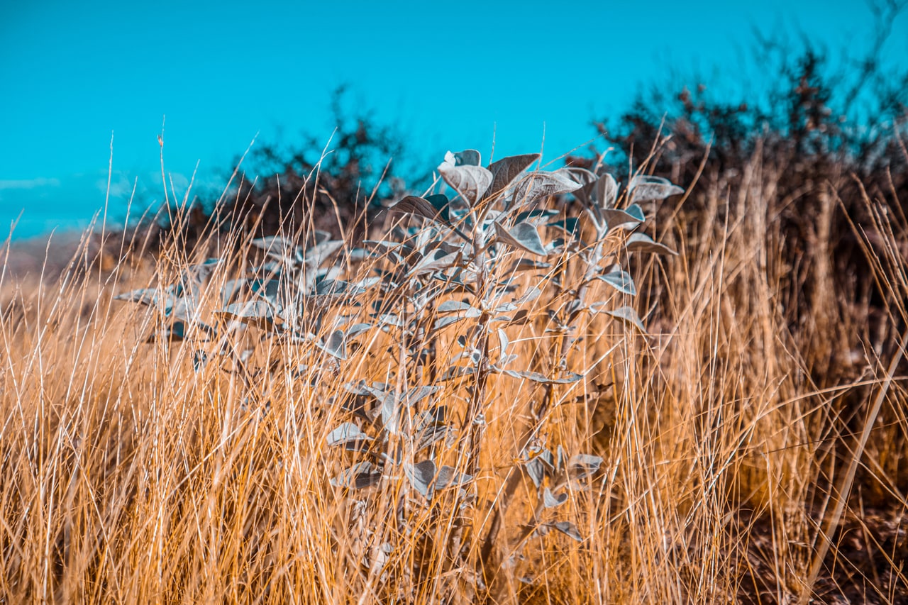 A silvery-leaved desert plant standing among tall dry golden grass under a blue sky