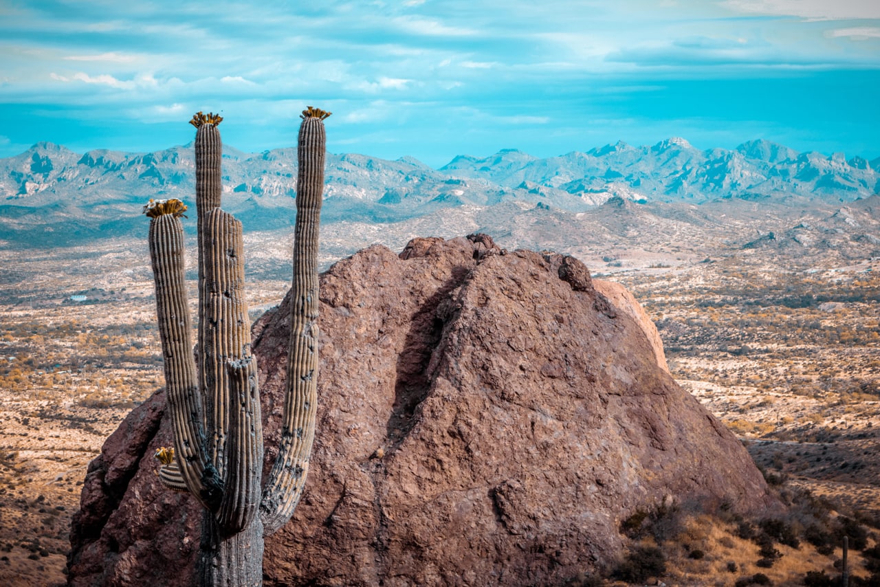 A saguaro with its arms crowned by flower buds, beside a large red boulder above a wide desert basin
