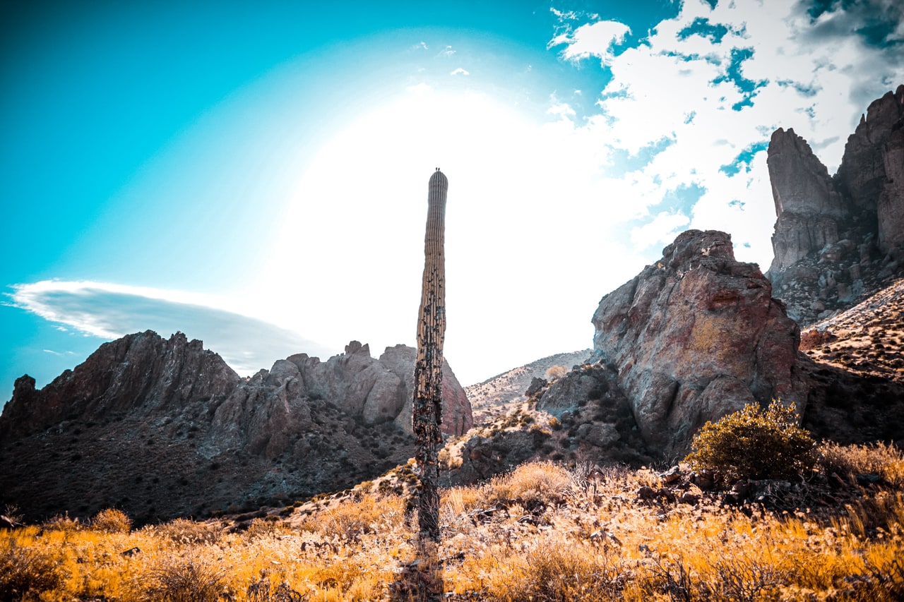 A tall single-stemmed saguaro with a scarred trunk standing in dry grass, sun glaring behind it